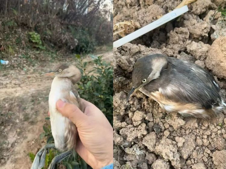 小䴙(pì)䴘(tī)是啥?警方提醒 小䴙(pì)䴘(tī)是啥?警方提醒