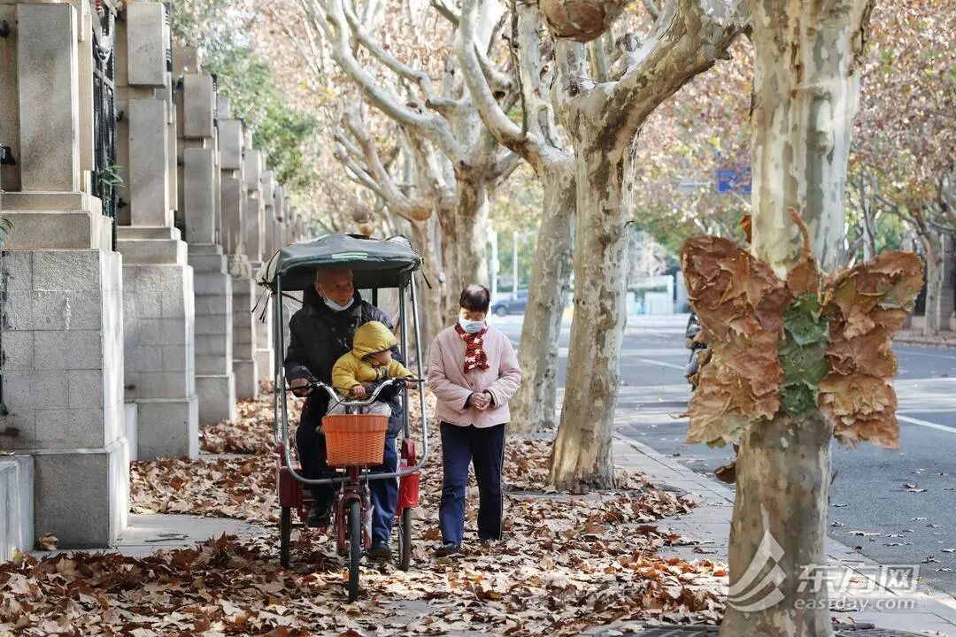 上海多条马路限定风景刷屏出圈！美出新高度，已进入倒计时，想打卡要抓紧→