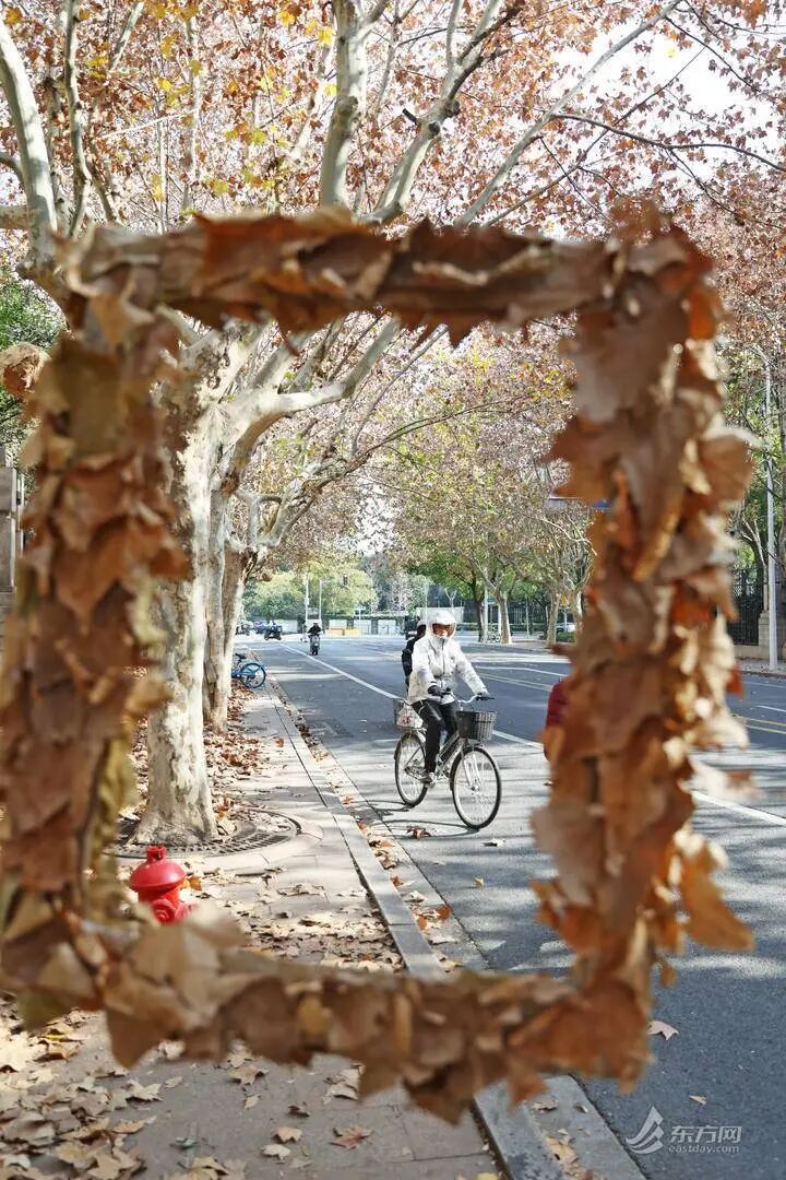 上海多条马路限定风景刷屏出圈！美出新高度，已进入倒计时，想打卡要抓紧→