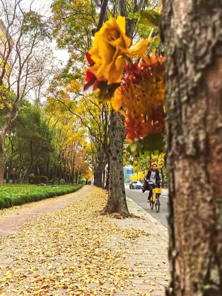 上海多条马路限定风景刷屏出圈！美出新高度，已进入倒计时，想打卡要抓紧→