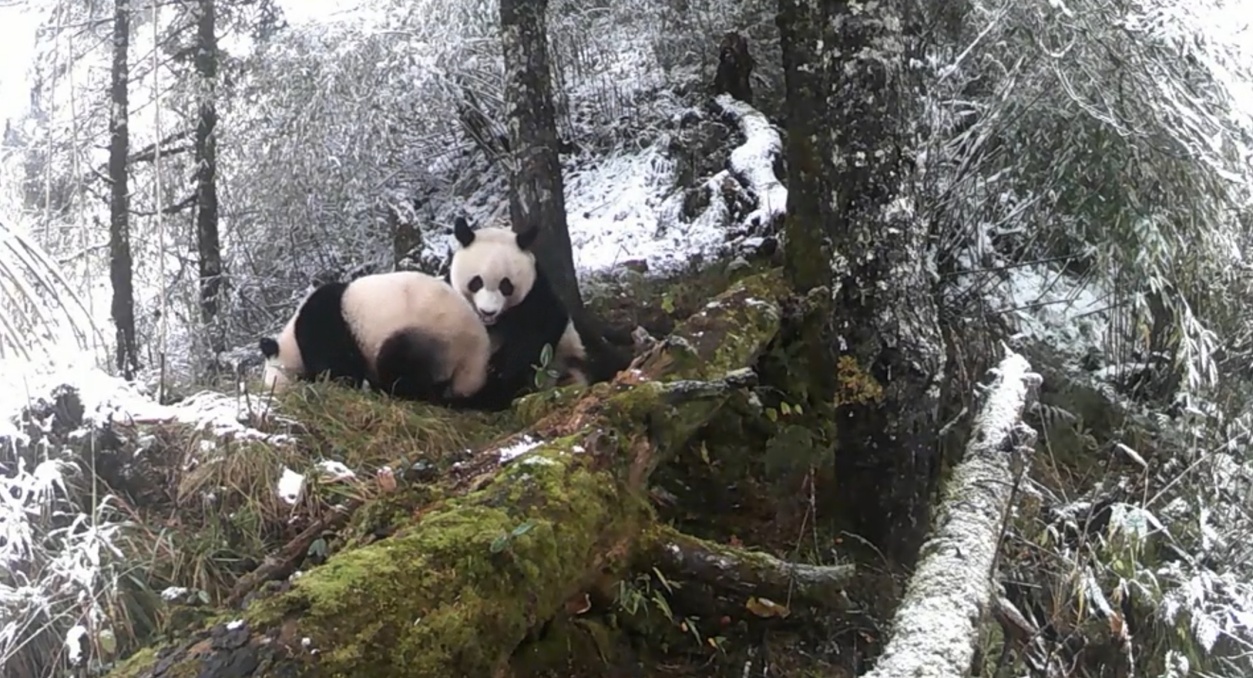 大熊猫国家公园多次记录熊猫母子温馨互动 红外相机见证野生种群幸福瞬间 大熊猫国家公园多次记录熊猫母子温馨互动 红外相机见证野生种群幸福瞬间