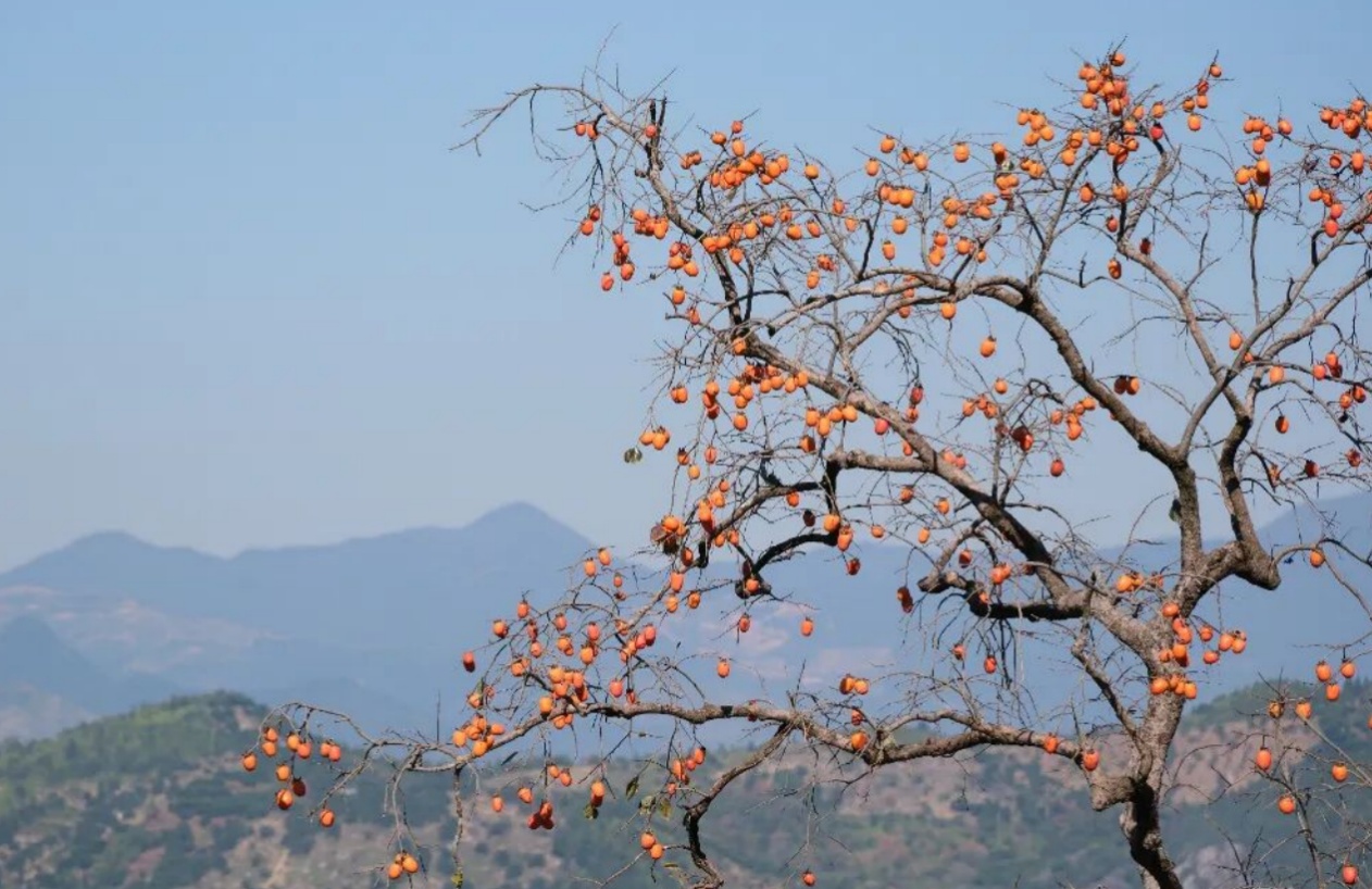 温州永嘉:小柿子撬动大“柿业” 温州永嘉:小柿子撬动大“柿业”