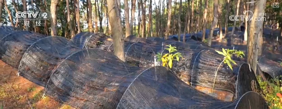 绿色资源变“绿色财富” 多元“借绿生金”路径助力百姓“点绿成金”“点海成金” 绿色资源变“绿色财富” 多元“借绿生金”路径助力百姓“点绿成金”“点海成金”