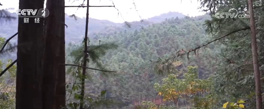 绿色资源变“绿色财富” 多元“借绿生金”路径助力百姓“点绿成金”“点海成金” 绿色资源变“绿色财富” 多元“借绿生金”路径助力百姓“点绿成金”“点海成金”