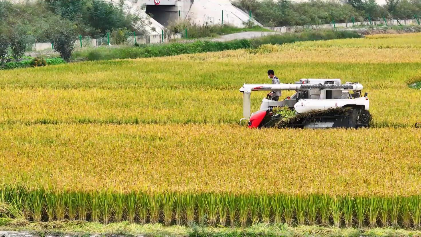 甘肃粮食总产量再创新高 首次突破1300万吨大关 甘肃粮食总产量再创新高 首次突破1300万吨大关