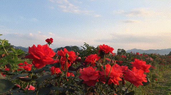 最新研究:除了眼睛,还有它在帮你“看” 最新研究:除了眼睛,还有它在帮你“看”