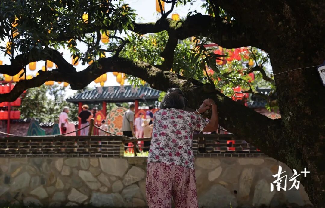 广东这个村火了!村民:当初只是为了“赚个鸡蛋钱” 广东这个村火了!村民:当初只是为了“赚个鸡蛋钱”