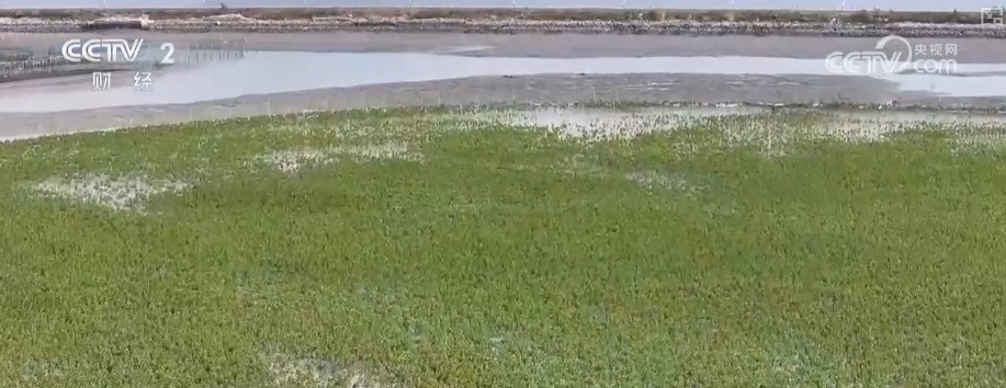 绿色资源变“绿色财富” 多元“借绿生金”路径助力百姓“点绿成金”“点海成金” 绿色资源变“绿色财富” 多元“借绿生金”路径助力百姓“点绿成金”“点海成金”