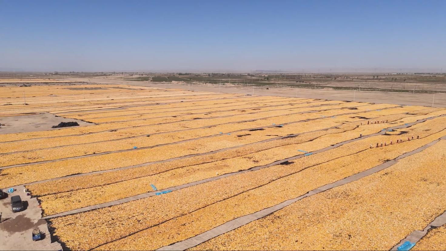 甘肃粮食总产量再创新高 首次突破1300万吨大关 甘肃粮食总产量再创新高 首次突破1300万吨大关