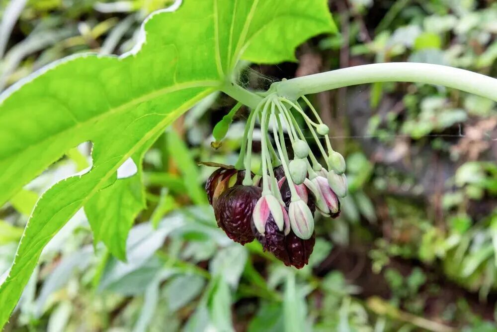 新物种+1,又在贵州! 新物种+1,又在贵州!