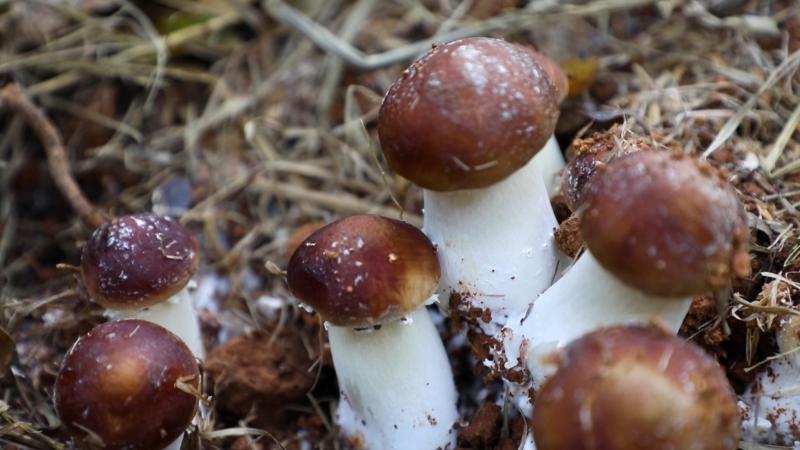 江西分宜:林下赤松茸喜获丰收生态产业 铺就致富路 江西分宜:林下赤松茸喜获丰收生态产业 铺就致富路