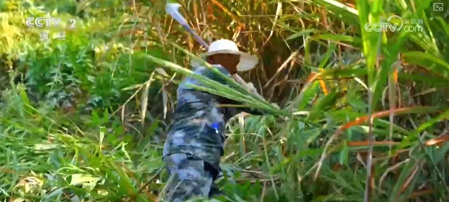 绿色资源变“绿色财富” 多元“借绿生金”路径助力百姓“点绿成金”“点海成金” 绿色资源变“绿色财富” 多元“借绿生金”路径助力百姓“点绿成金”“点海成金”