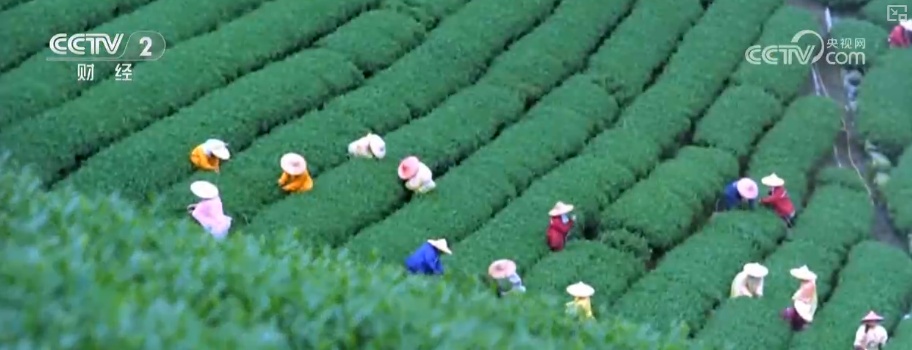 绿色资源变“绿色财富” 多元“借绿生金”路径助力百姓“点绿成金”“点海成金” 绿色资源变“绿色财富” 多元“借绿生金”路径助力百姓“点绿成金”“点海成金”