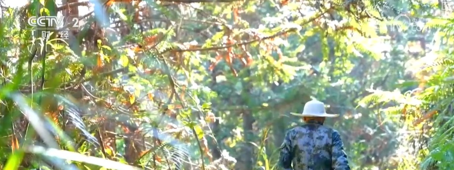 绿色资源变“绿色财富” 多元“借绿生金”路径助力百姓“点绿成金”“点海成金” 绿色资源变“绿色财富” 多元“借绿生金”路径助力百姓“点绿成金”“点海成金”