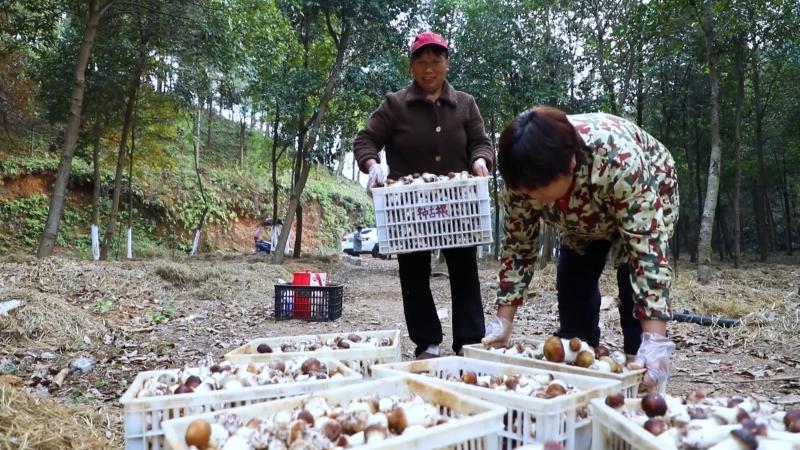 江西分宜:林下赤松茸喜获丰收生态产业 铺就致富路 江西分宜:林下赤松茸喜获丰收生态产业 铺就致富路