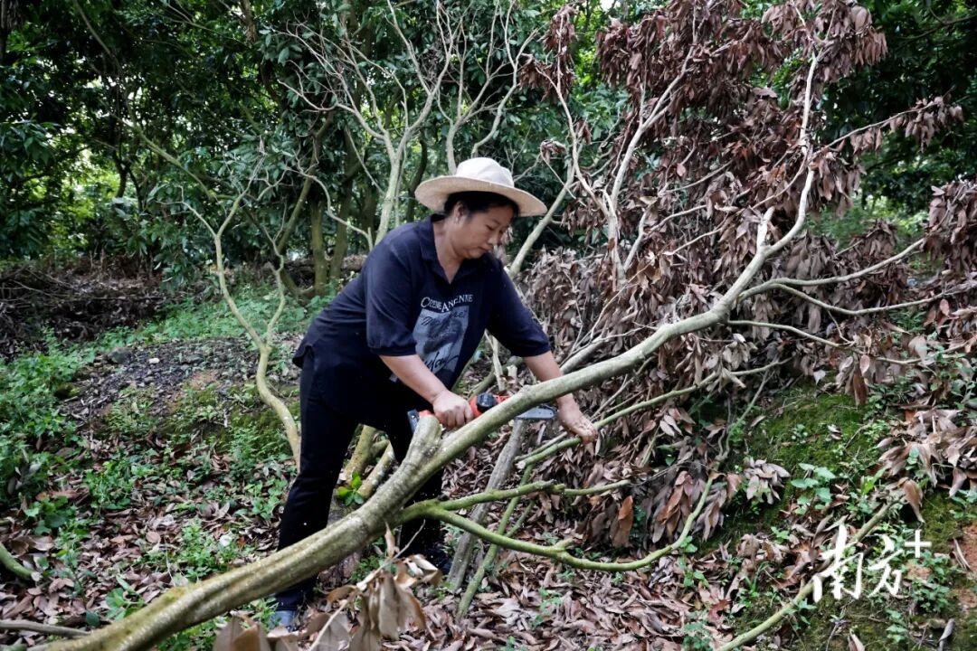 广东这个村火了!村民:当初只是为了“赚个鸡蛋钱” 广东这个村火了!村民:当初只是为了“赚个鸡蛋钱”