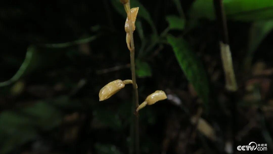 广西来宾金秀发现新物种 兰科新种“大瑶山天麻”亮相 广西来宾金秀发现新物种 兰科新种“大瑶山天麻”亮相