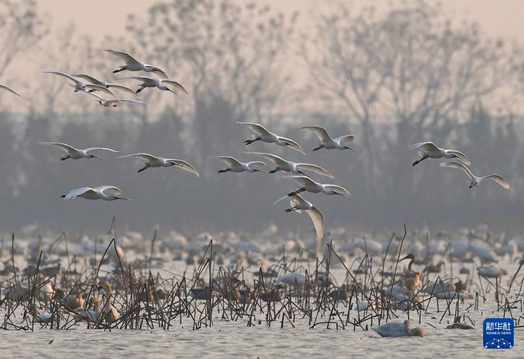 南昌:五星白鹤保护小区迎来候鸟栖息高峰 南昌:五星白鹤保护小区迎来候鸟栖息高峰