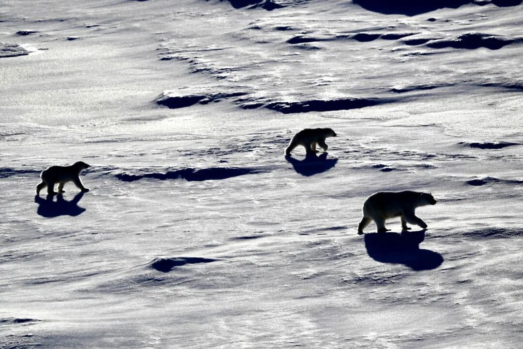 新报告显示,北极气温创1900年以来最高纪录 新报告显示,北极气温创1900年以来最高纪录