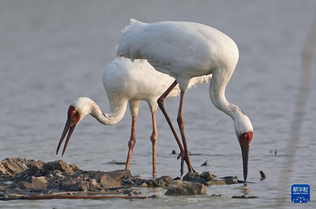南昌:五星白鹤保护小区迎来候鸟栖息高峰 南昌:五星白鹤保护小区迎来候鸟栖息高峰