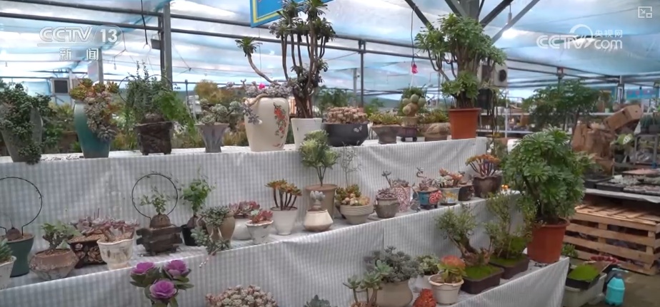 科技加持“美丽经济” 各地年宵花卉集中上市销售火热 科技加持“美丽经济” 各地年宵花卉集中上市销售火热