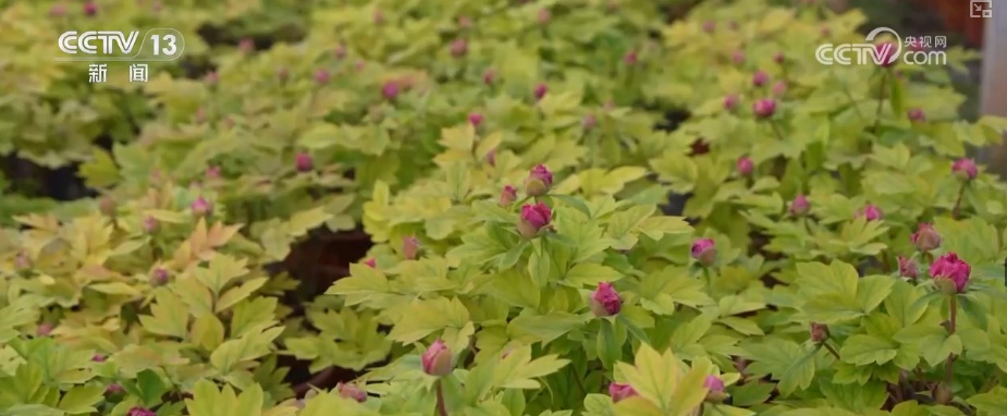 科技加持“美丽经济” 各地年宵花卉集中上市销售火热 科技加持“美丽经济” 各地年宵花卉集中上市销售火热