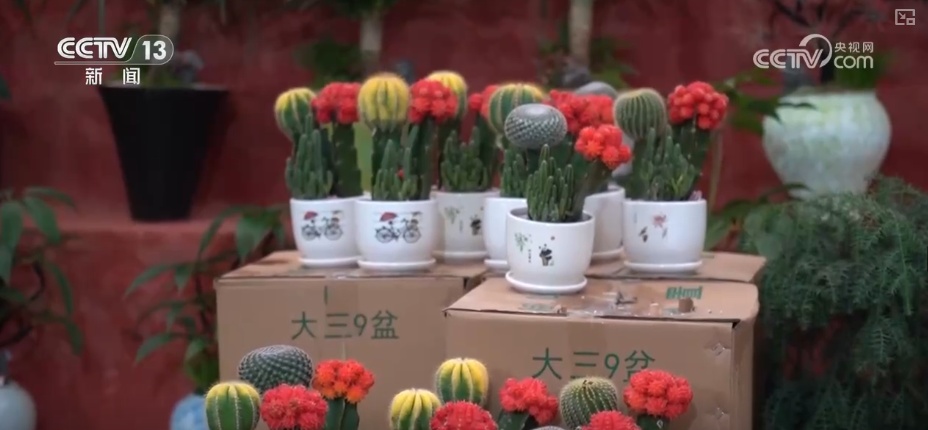 科技加持“美丽经济” 各地年宵花卉集中上市销售火热 科技加持“美丽经济” 各地年宵花卉集中上市销售火热