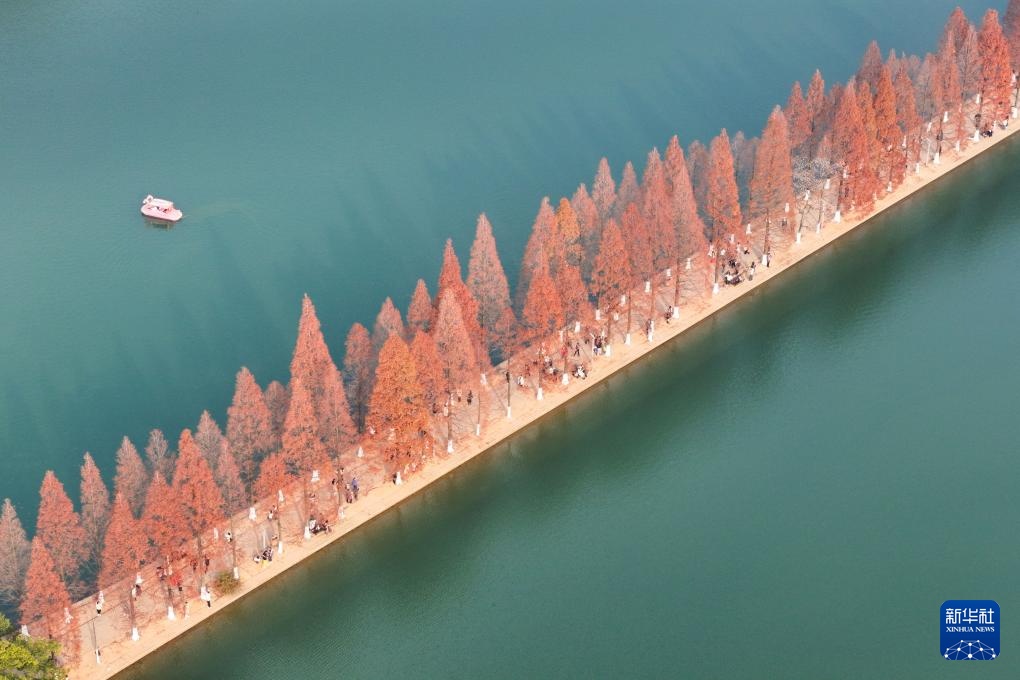 长沙:水杉披红引客来 长沙:水杉披红引客来