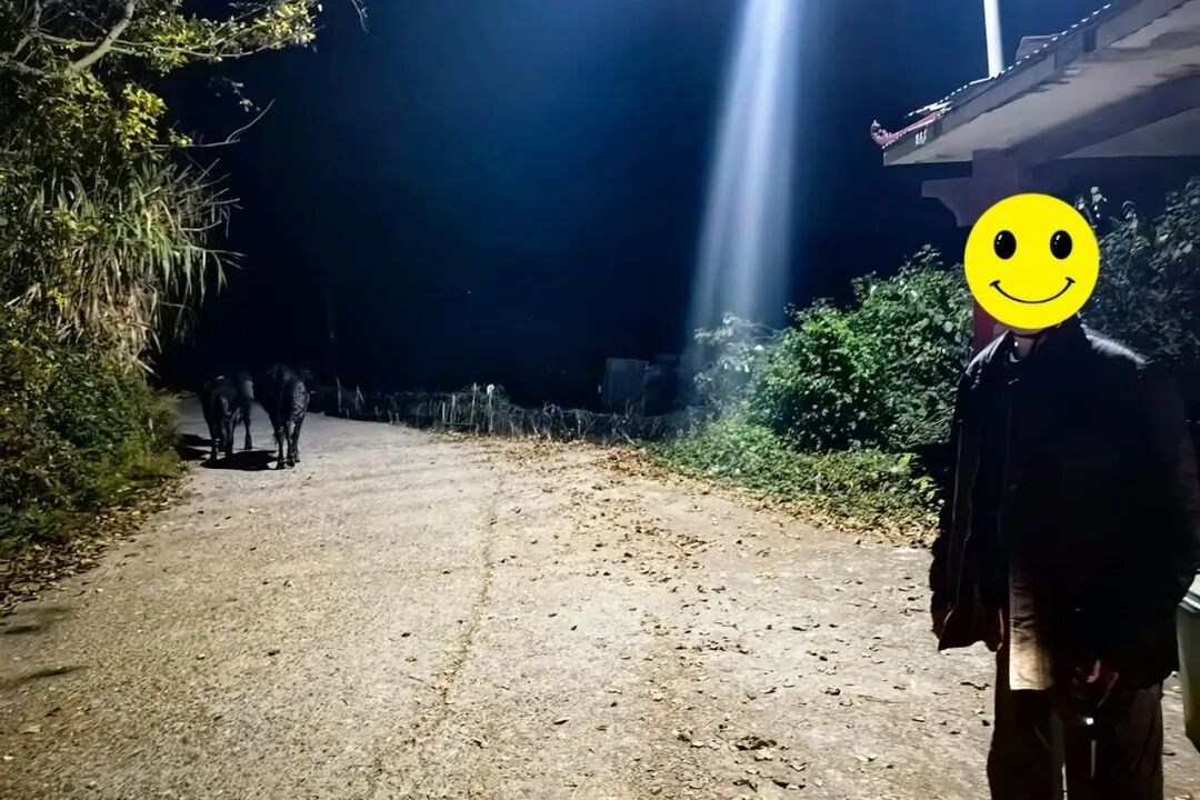 三头牛山中走失急坏村民……别急,有警察在! 三头牛山中走失急坏村民……别急,有警察在!