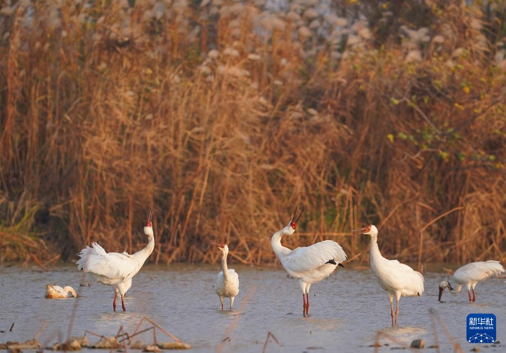 南昌:五星白鹤保护小区迎来候鸟栖息高峰 南昌:五星白鹤保护小区迎来候鸟栖息高峰