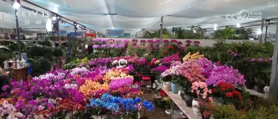科技加持“美丽经济” 各地年宵花卉集中上市销售火热 科技加持“美丽经济” 各地年宵花卉集中上市销售火热