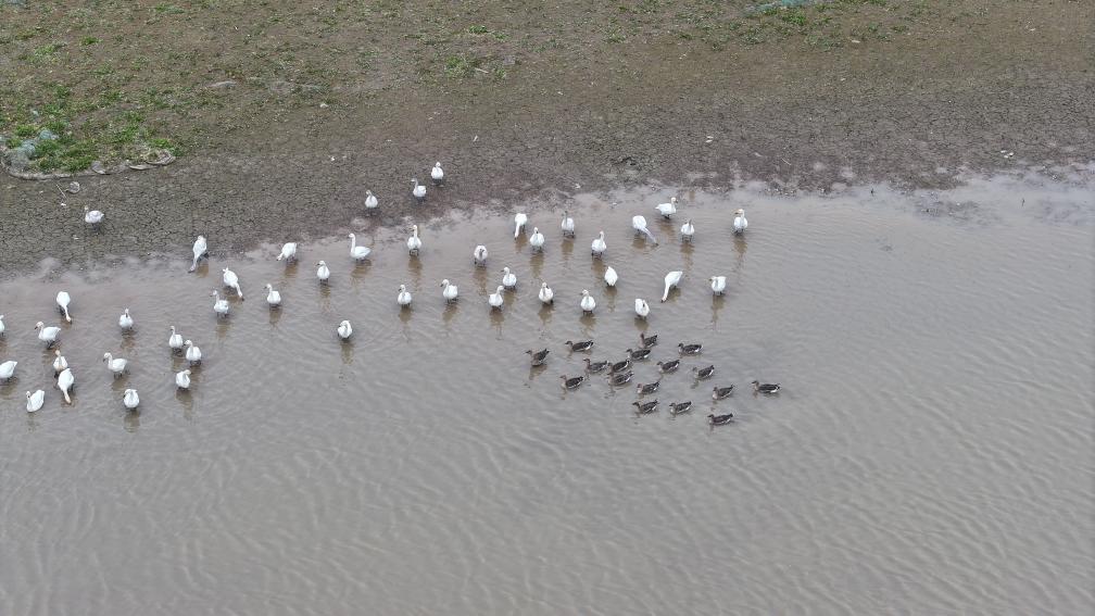 数十万只候鸟,是怎么“数”出来的? 数十万只候鸟,是怎么“数”出来的?