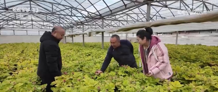 科技加持“美丽经济” 各地年宵花卉集中上市销售火热 科技加持“美丽经济” 各地年宵花卉集中上市销售火热