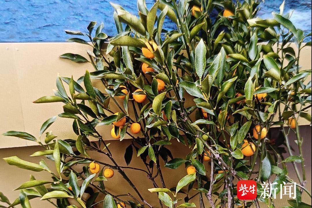 嘴馋“捡”金桔?“顺手牵羊”也是偷 嘴馋“捡”金桔?“顺手牵羊”也是偷