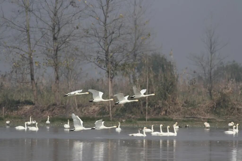 数十万只候鸟,是怎么“数”出来的? 数十万只候鸟,是怎么“数”出来的?