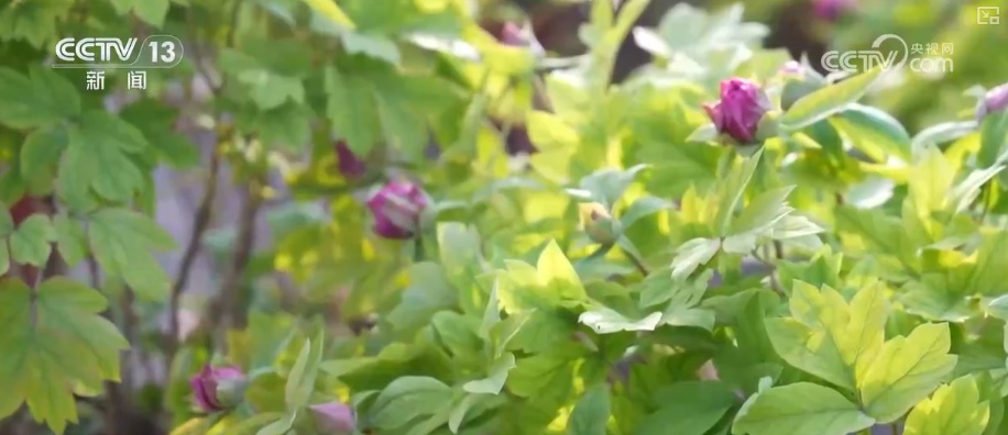 科技加持“美丽经济” 各地年宵花卉集中上市销售火热 科技加持“美丽经济” 各地年宵花卉集中上市销售火热