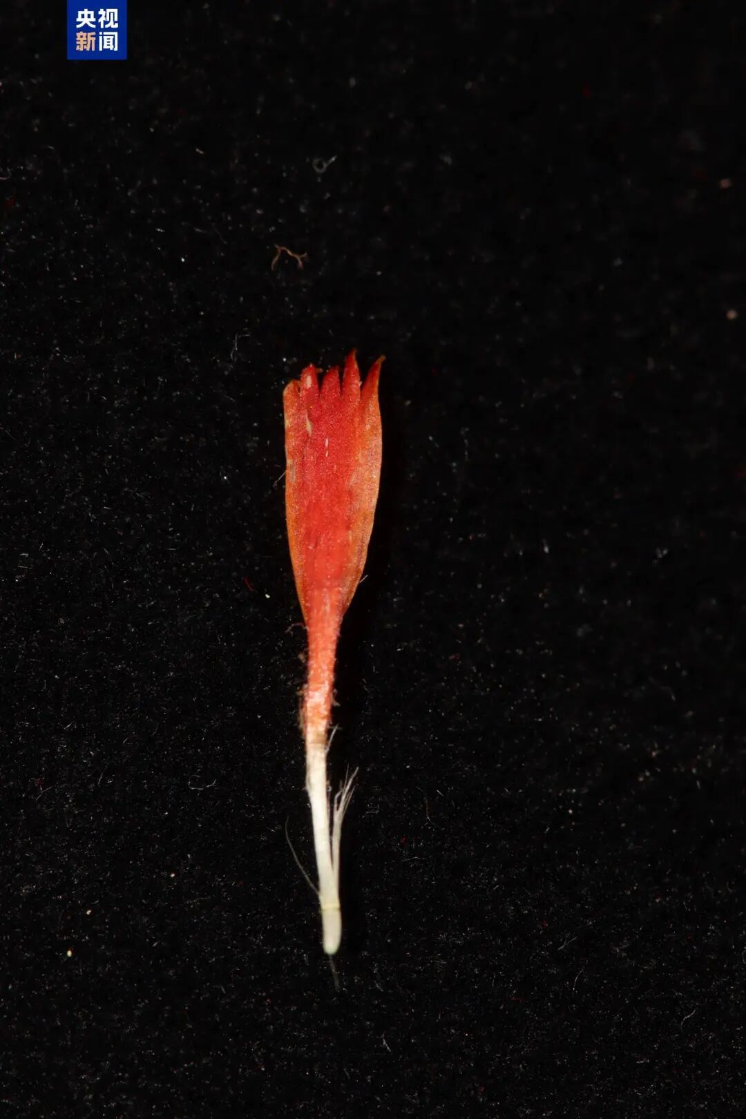 国内首次发现!新物种+1 国内首次发现!新物种+1