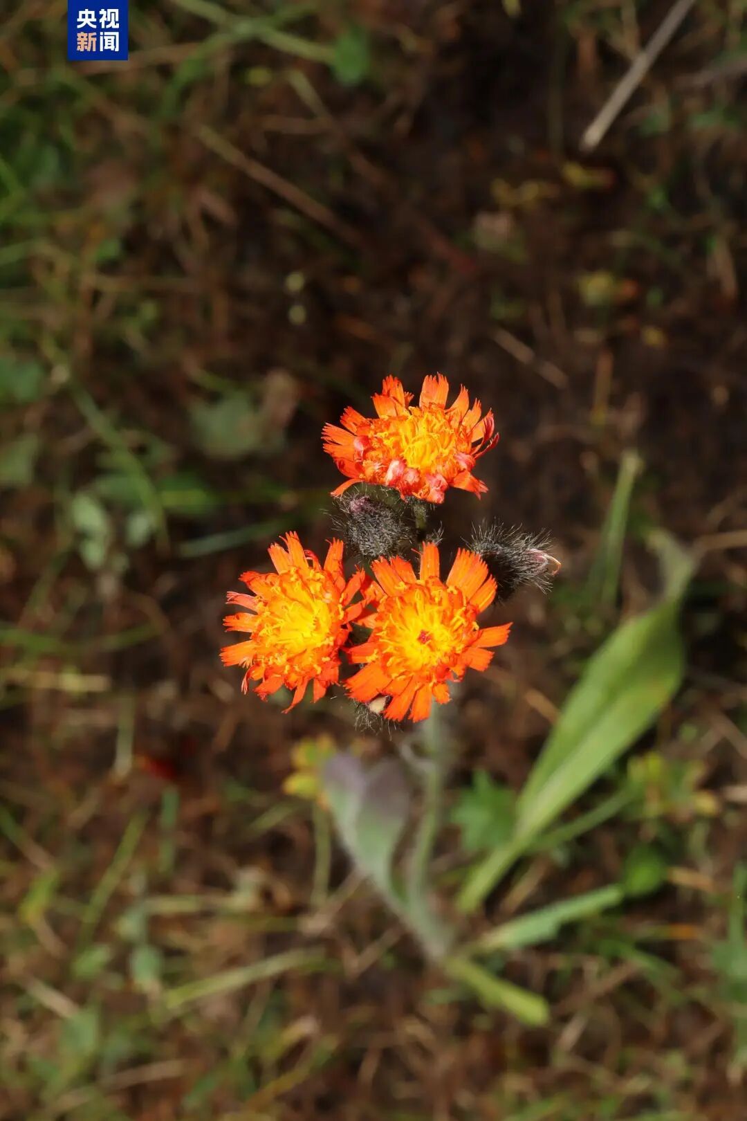 国内首次发现!新物种+1 国内首次发现!新物种+1