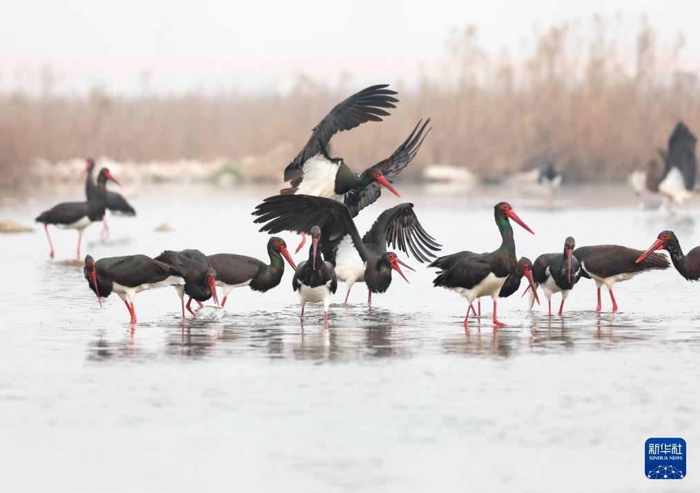 河北井陉：黑鹳栖息绵蔓河
