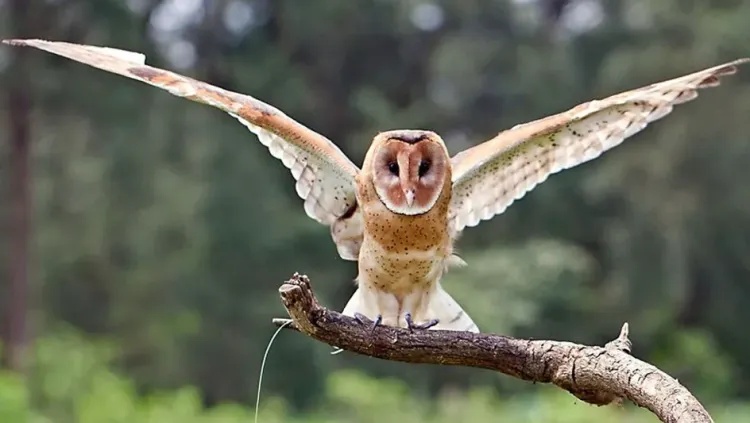 国家二级保护动物“猴面鹰”,成功获救! 国家二级保护动物“猴面鹰”,成功获救!