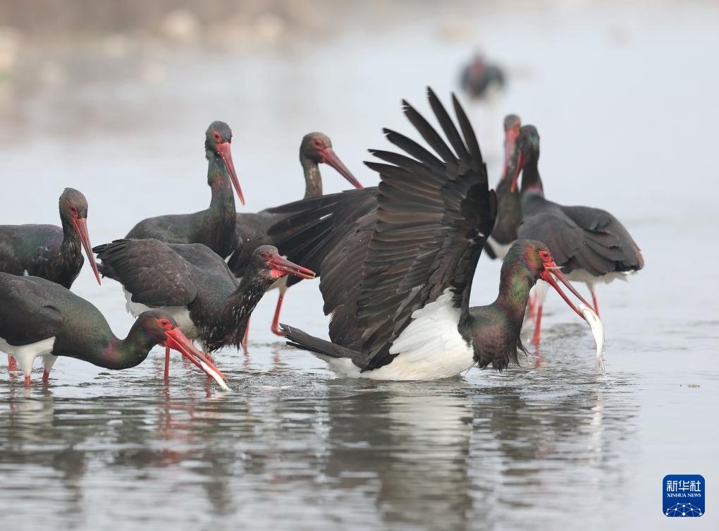 河北井陉：黑鹳栖息绵蔓河