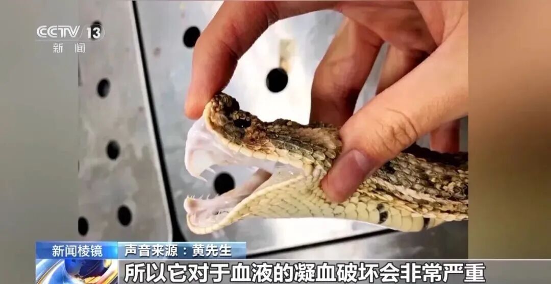 男子养五步蛇当宠物，蛇生病无法主动进食，男子用手喂养被咬后截肢，专家提醒→