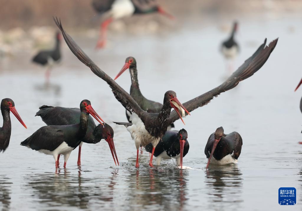 河北井陉：黑鹳栖息绵蔓河