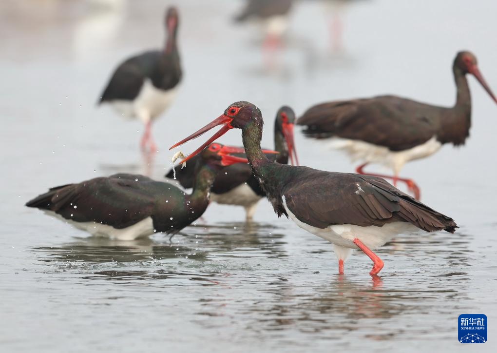 河北井陉：黑鹳栖息绵蔓河