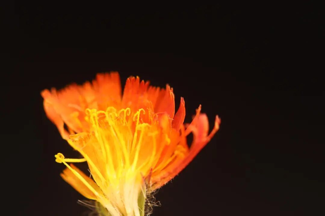 国内首次发现!新物种+1 国内首次发现!新物种+1