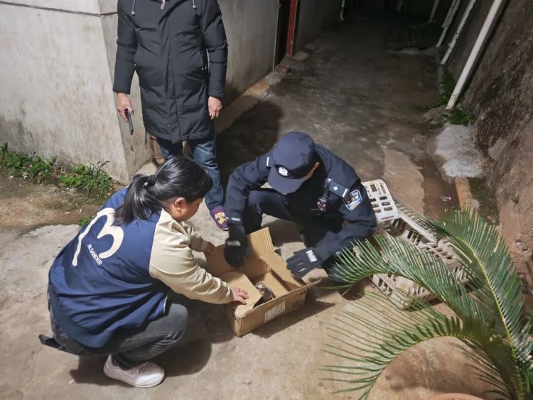 国家二级保护动物“猴面鹰”,成功获救! 国家二级保护动物“猴面鹰”,成功获救!