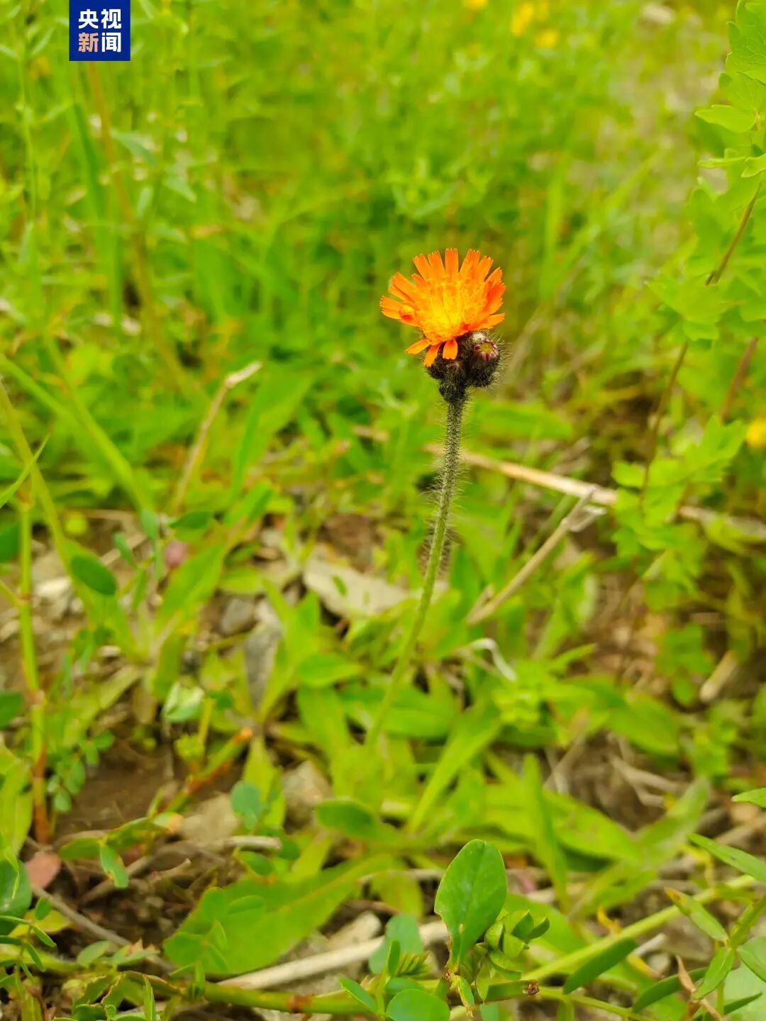 国内首次发现!新物种+1 国内首次发现!新物种+1