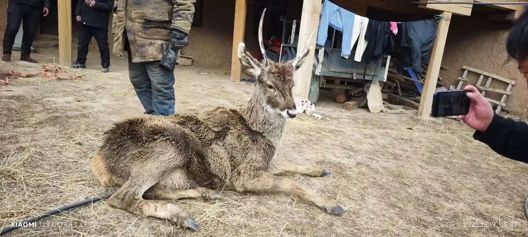 冰河刺骨,但笑容滚烫!四川甘孜警民零下10℃冰河中,救出3只珍稀白唇鹿 冰河刺骨,但笑容滚烫!四川甘孜警民零下10℃冰河中,救出3只珍稀白唇鹿