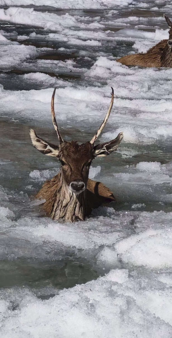 冰河刺骨,但笑容滚烫!四川甘孜警民零下10℃冰河中,救出3只珍稀白唇鹿 冰河刺骨,但笑容滚烫!四川甘孜警民零下10℃冰河中,救出3只珍稀白唇鹿