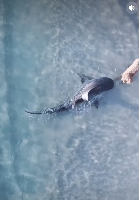 澳大利亚海滩鲨鱼闯入浅水区,无人机拍下与宠物犬对视瞬间 澳大利亚海滩鲨鱼闯入浅水区,无人机拍下与宠物犬对视瞬间